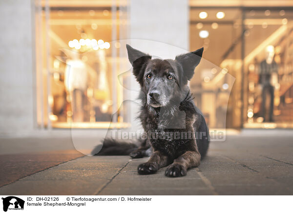 Schferhund-Mischling Hndin / female Shepherd-Mongrel / DH-02126