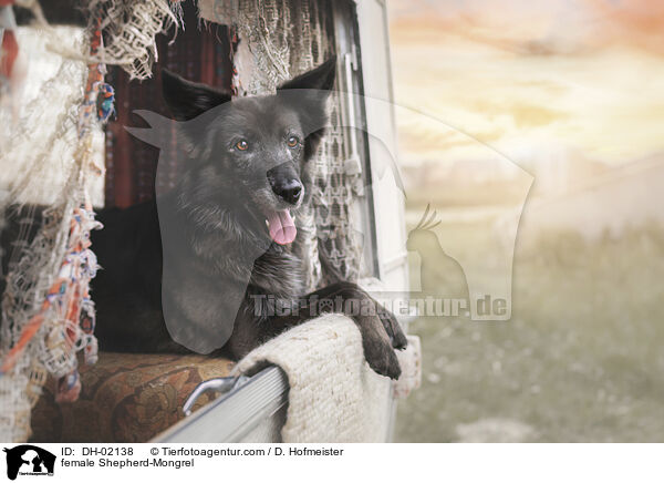 Schferhund-Mischling Hndin / female Shepherd-Mongrel / DH-02138