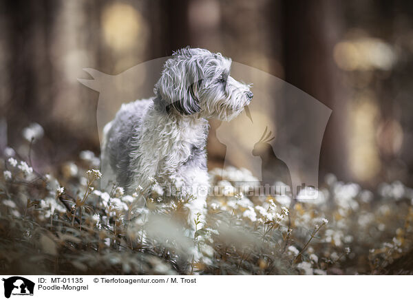 Pudel-Mix / Poodle-Mongrel / MT-01135