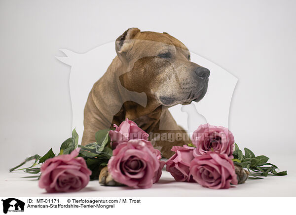 American-Staffordshire-Terrier-Mix / American-Staffordshire-Terrier-Mongrel / MT-01171