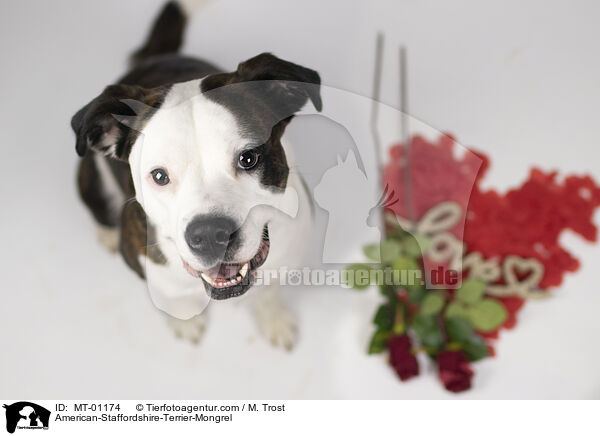 American-Staffordshire-Terrier-Mix / American-Staffordshire-Terrier-Mongrel / MT-01174