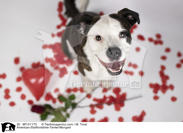 American-Staffordshire-Terrier-Mongrel / MT-01175