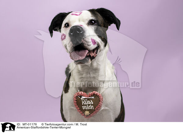 American-Staffordshire-Terrier-Mongrel / MT-01176
