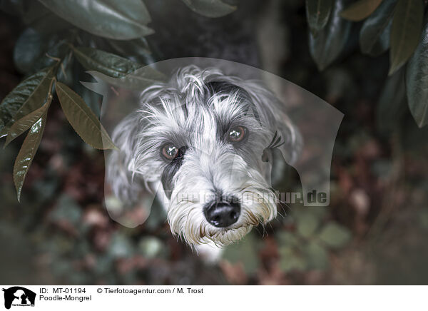 Pudel-Mix / Poodle-Mongrel / MT-01194