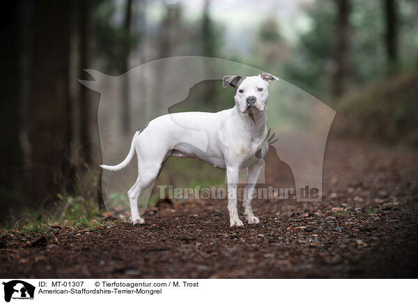 American-Staffordshire-Terrier-Mix / American-Staffordshire-Terrier-Mongrel / MT-01307