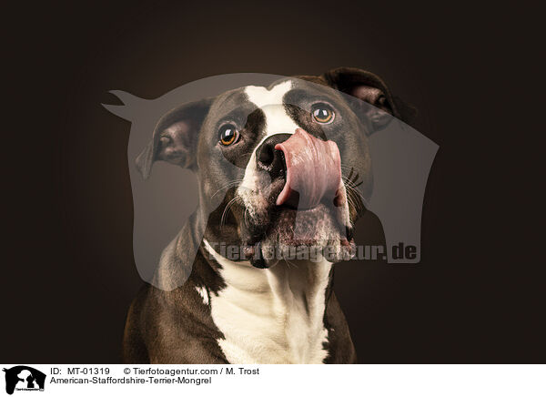 American-Staffordshire-Terrier-Mix / American-Staffordshire-Terrier-Mongrel / MT-01319