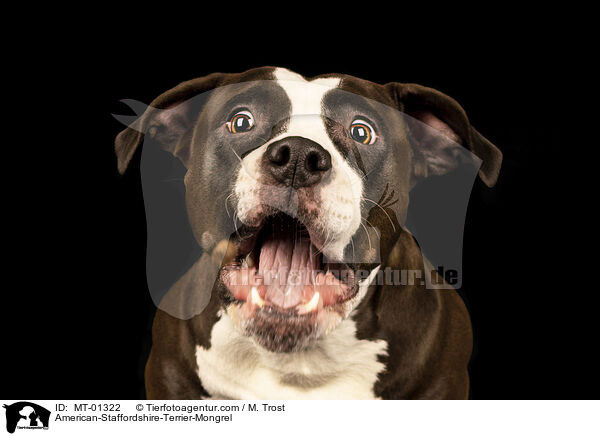 American-Staffordshire-Terrier-Mix / American-Staffordshire-Terrier-Mongrel / MT-01322