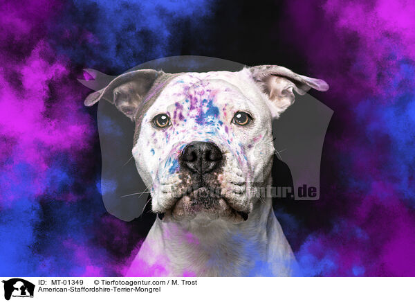 American-Staffordshire-Terrier-Mongrel / MT-01349