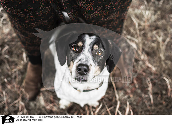 Dackel-Mischling / Dachshund-Mongrel / MT-01457