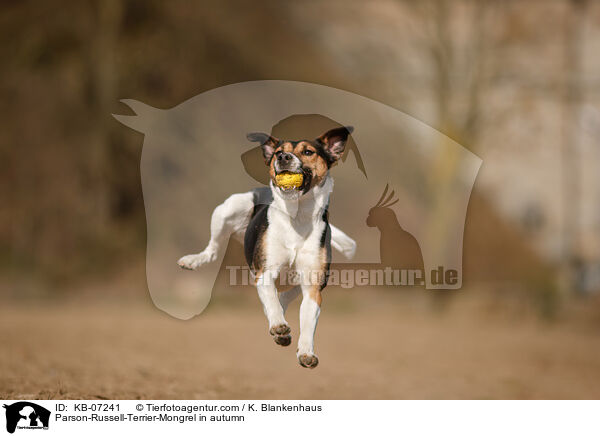 Parson-Russell-Terrier-Mischling im Herbst / Parson-Russell-Terrier-Mongrel in autumn / KB-07241