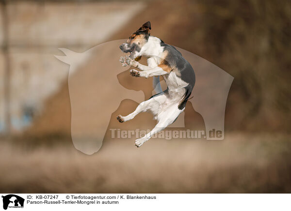 Parson-Russell-Terrier-Mischling im Herbst / Parson-Russell-Terrier-Mongrel in autumn / KB-07247