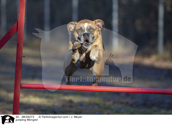 springender Mischling / jumping Mongrel / JM-09272