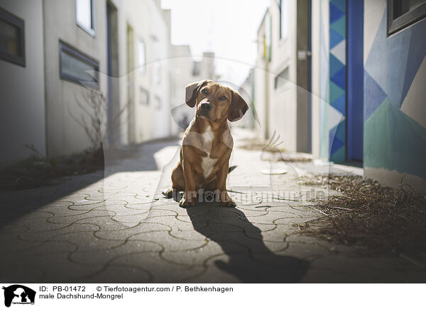 Dackel-Mischling Rde / male Dachshund-Mongrel / PB-01472