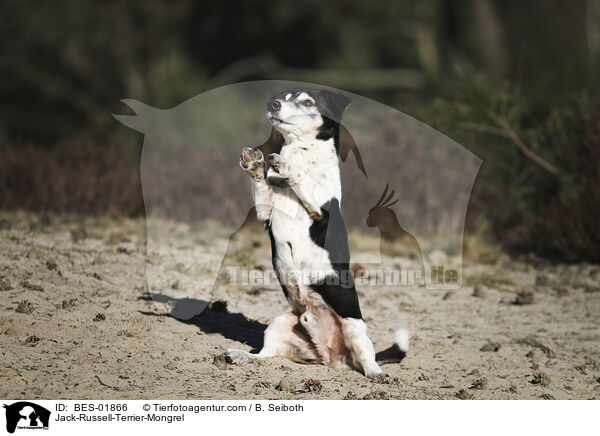 Jack-Russell-Terrier-Mischling / Jack-Russell-Terrier-Mongrel / BES-01866