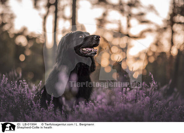 Schferhund-Collie in der Heide / Shepherd-Collie in heath / LB-01994
