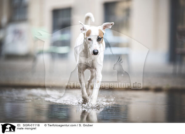 Mischling Rde / male mongrel / SGR-01118