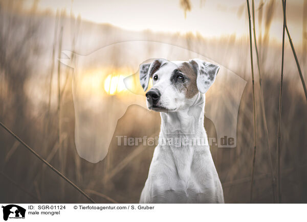 Mischling Rde / male mongrel / SGR-01124
