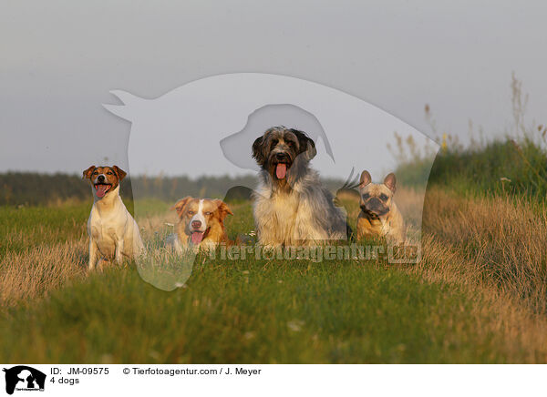 4 Hunde / 4 dogs / JM-09575