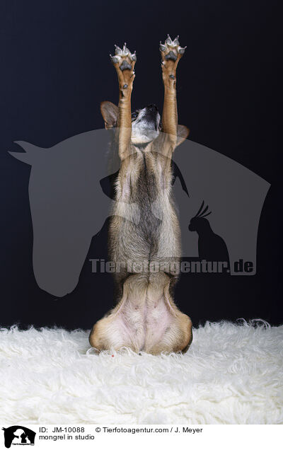 Mischling im Studio / mongrel in studio / JM-10088