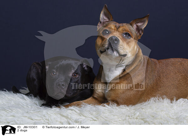 2 Hunde / 2 dogs / JM-10301