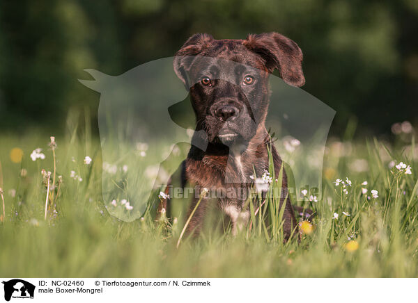 Boxer-Mischling Rde / male Boxer-Mongrel / NC-02460