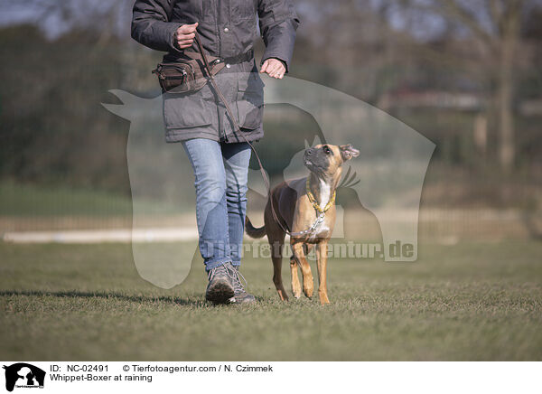 Whippet-Boxer im Training / Whippet-Boxer at raining / NC-02491