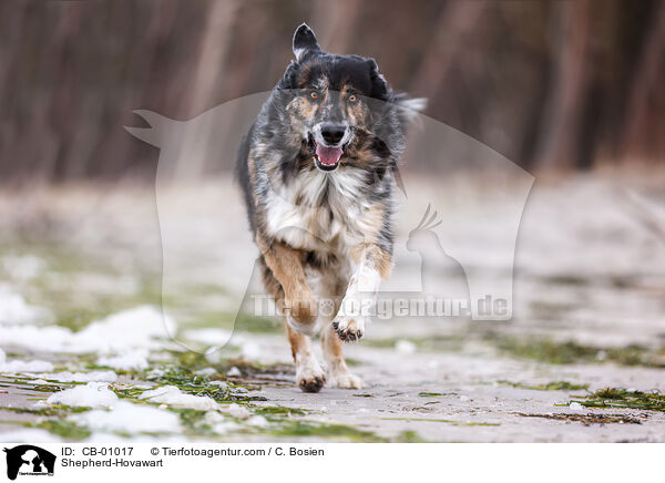Schferhund-Hovawart / Shepherd-Hovawart / CB-01017