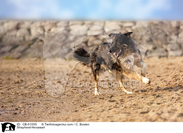 Schferhund-Hovawart / Shepherd-Hovawart / CB-01055