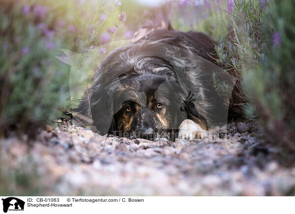 Shepherd-Hovawart / CB-01063