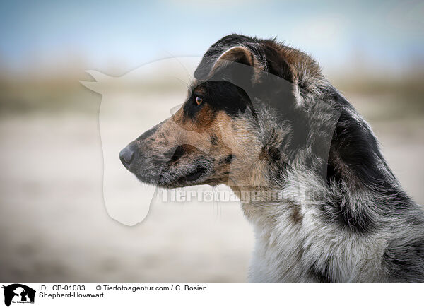 Schferhund-Hovawart / Shepherd-Hovawart / CB-01083