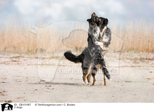 2 Hunde / 2 dogs / CB-01087
