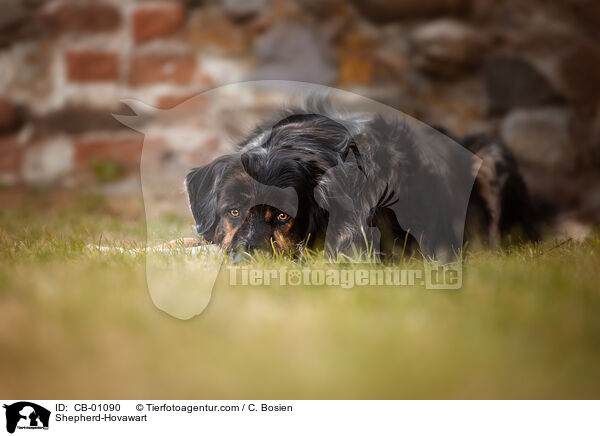 Schferhund-Hovawart / Shepherd-Hovawart / CB-01090