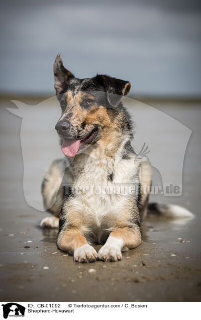 Schferhund-Hovawart / Shepherd-Hovawart / CB-01092