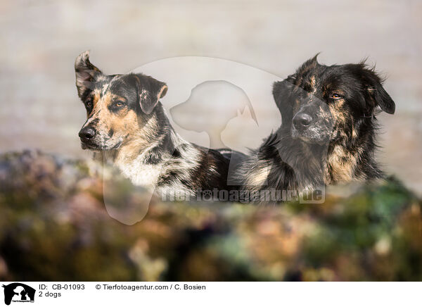 2 Hunde / 2 dogs / CB-01093