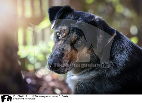 Shepherd-Hovawart / CB-01171