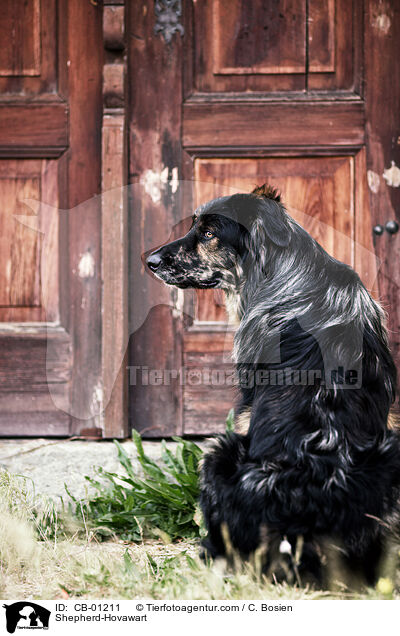 Schferhund-Hovawart / Shepherd-Hovawart / CB-01211