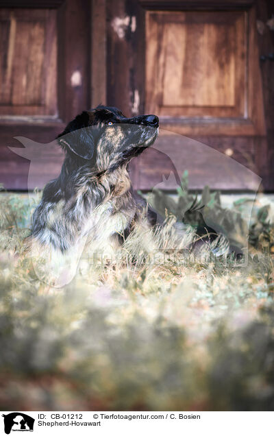 Schferhund-Hovawart / Shepherd-Hovawart / CB-01212