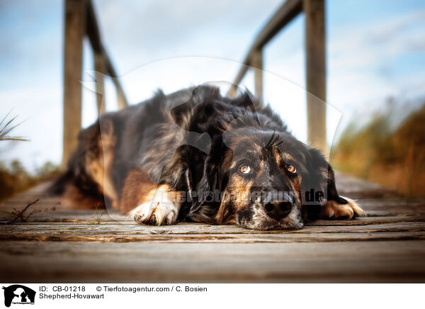 Schferhund-Hovawart / Shepherd-Hovawart / CB-01218