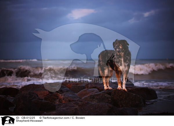 Schferhund-Hovawart / Shepherd-Hovawart / CB-01225