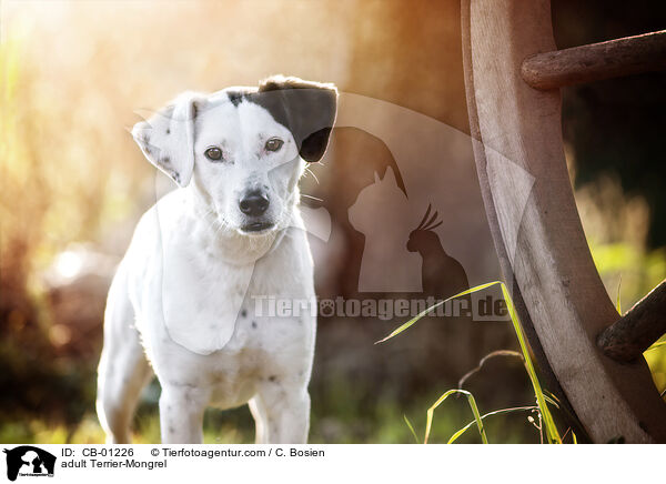 erwachsener Terrier-Mischling / adult Terrier-Mongrel / CB-01226