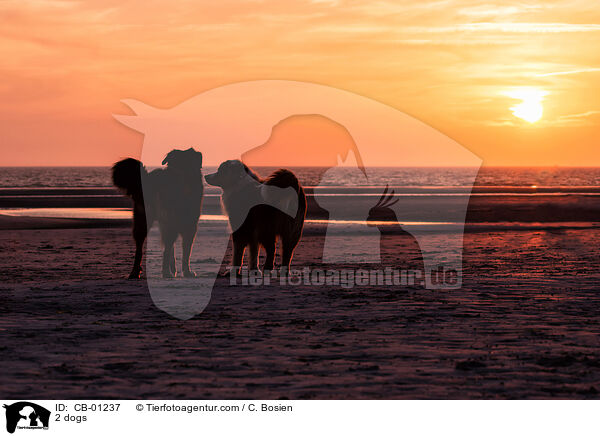 2 Hunde / 2 dogs / CB-01237