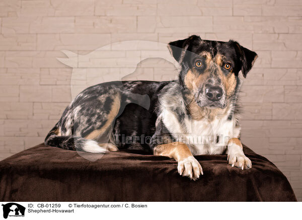 Schferhund-Hovawart / Shepherd-Hovawart / CB-01259