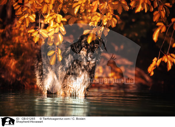 Schferhund-Hovawart / Shepherd-Hovawart / CB-01265