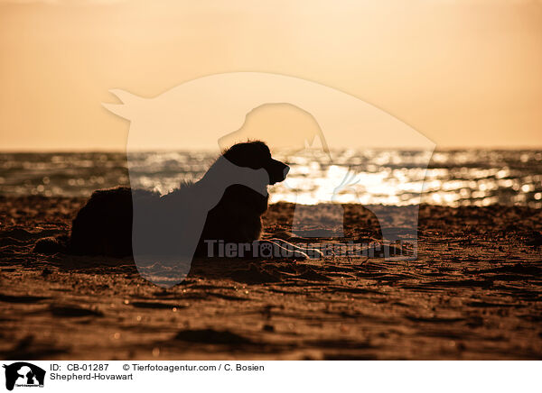 Sch�ferhund-Hovawart / Shepherd-Hovawart / CB-01287