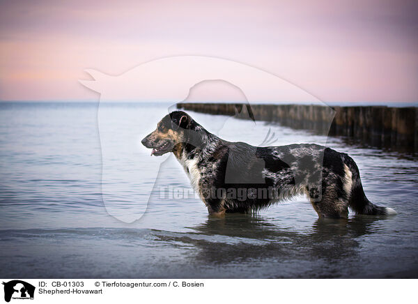 Schferhund-Hovawart / Shepherd-Hovawart / CB-01303