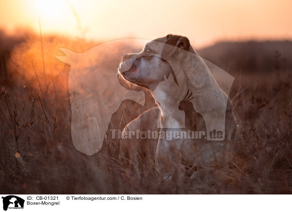 Boxer-Mischling / Boxer-Mongrel / CB-01321