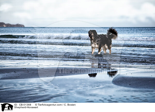 Schferhund-Hovawart / Shepherd-Hovawart / CB-01368