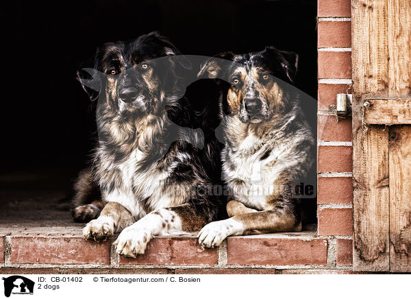 2 Hunde / 2 dogs / CB-01402