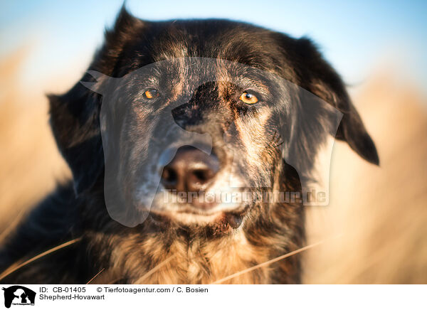 Schferhund-Hovawart / Shepherd-Hovawart / CB-01405