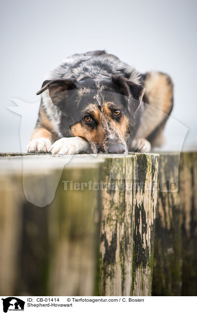 Sch�ferhund-Hovawart / Shepherd-Hovawart / CB-01414